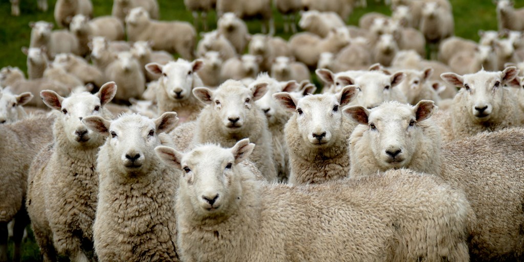 A herd of Sheep looking at the camera